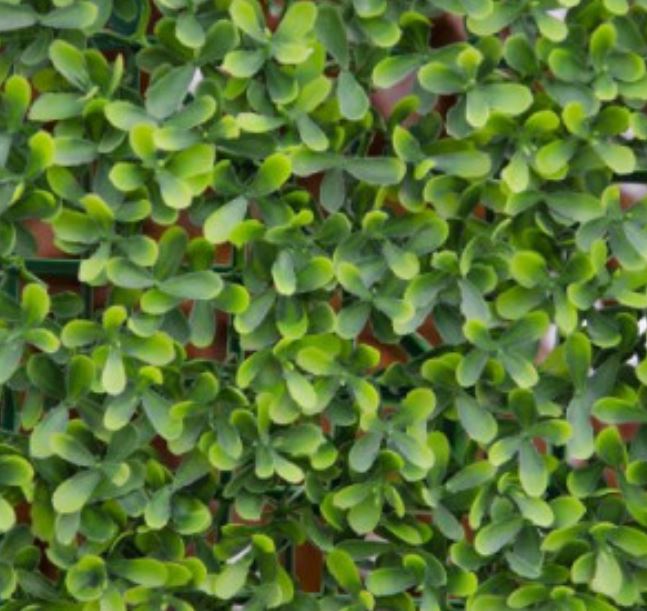 buxus