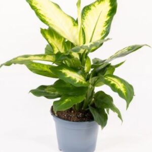 dieffenbachia in varietà