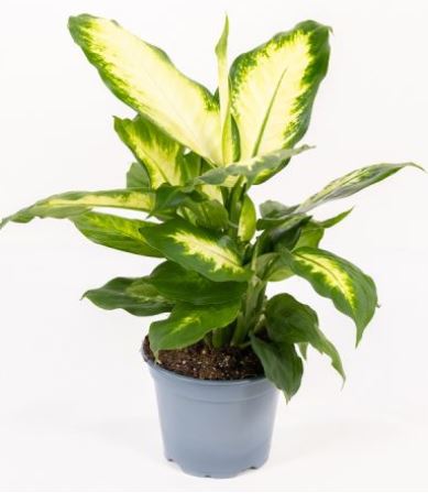 dieffenbachia in varietà