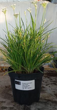 erba aglina vs 14