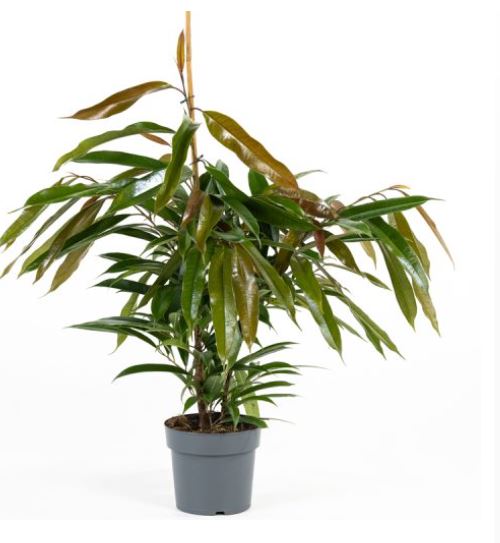 ficus 1