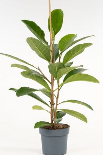 ficus 10