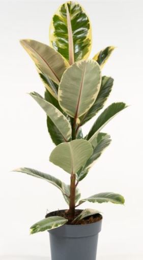 ficus 11