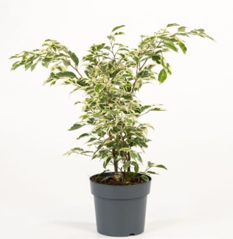 ficus 12