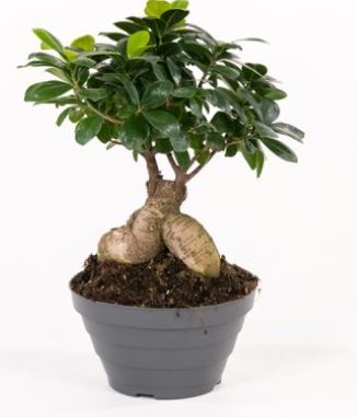 ficus 13