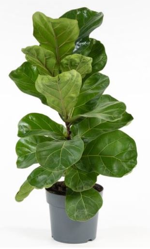 ficus 14