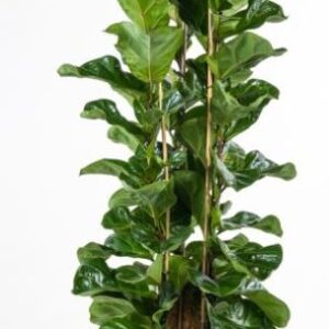 ficus in varieta