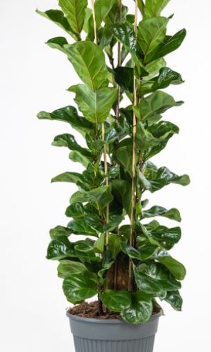 ficus in varieta