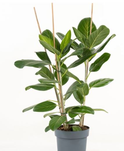 ficus 2