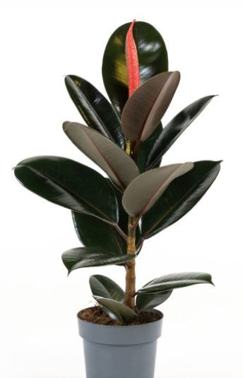 ficus 3