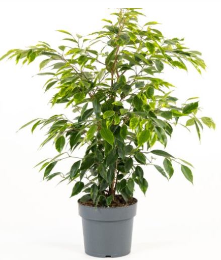 ficus 4