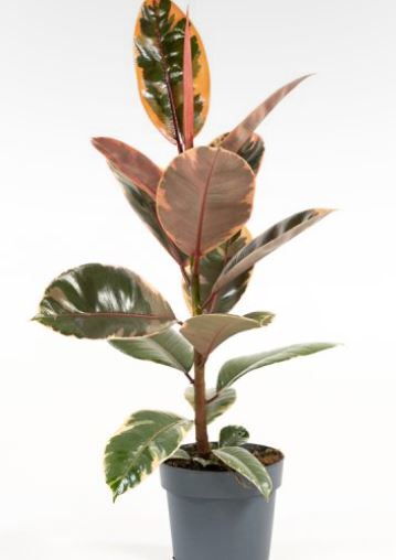 ficus 5