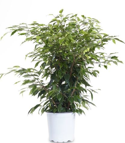 ficus 6