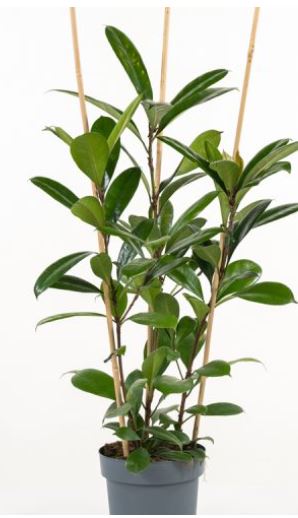 ficus 7
