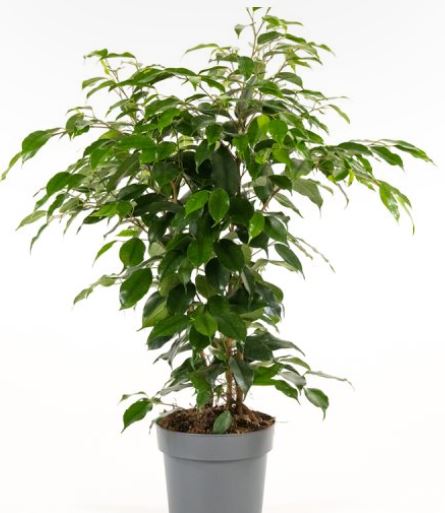 ficus 8