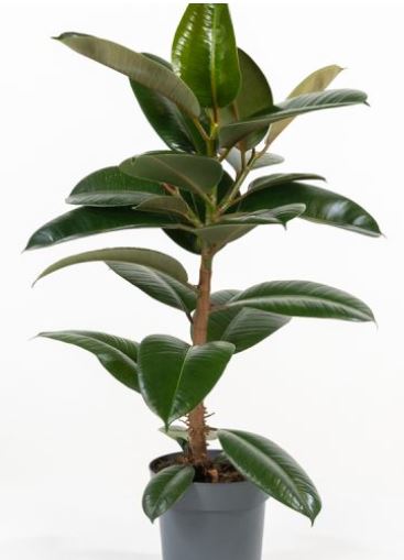 ficus 9