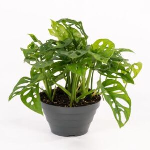 philodendron in varietà