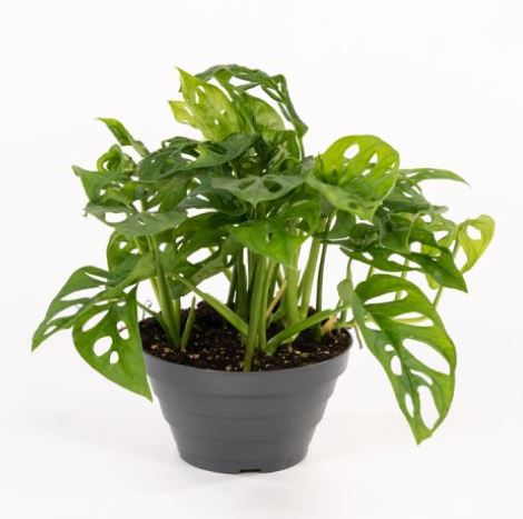 philodendron in varietà