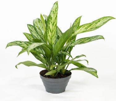 flo 1