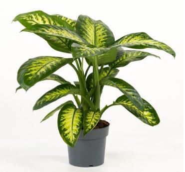 flo 10