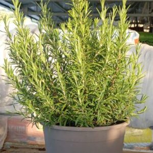 aromatiche mix