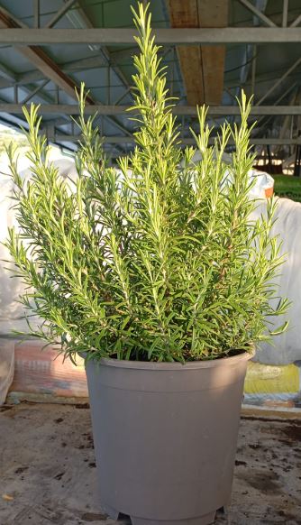 aromatiche mix