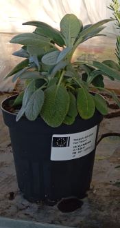 salvia vs 14