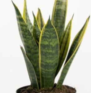 Sanseveria in varietà