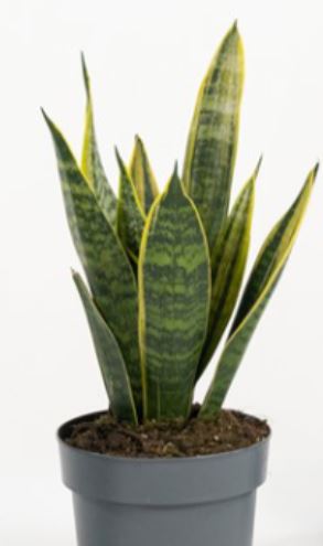 Sanseveria in varietà