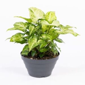 Syngonium in varietà