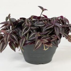 Tradescantia in varietà