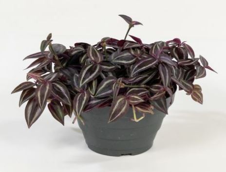 Tradescantia in varietà