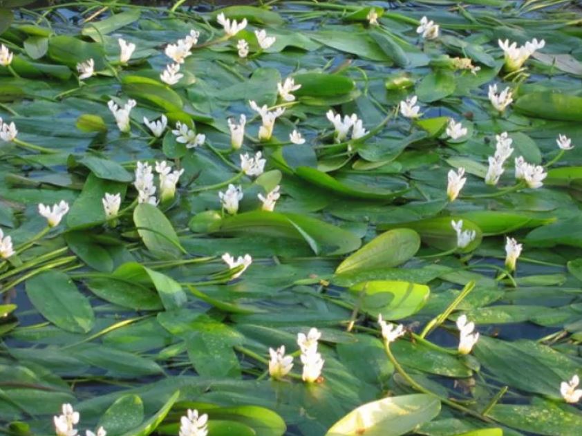 acqua 4