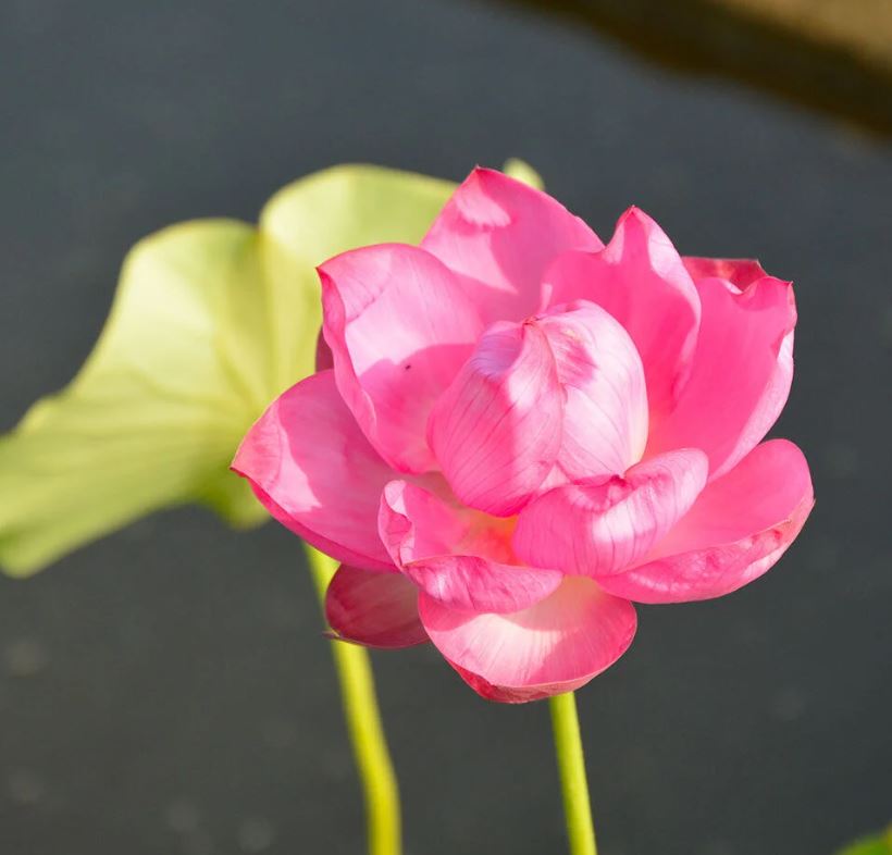 acqua 7