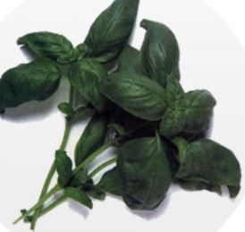 basilico 1
