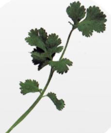 coriandolo