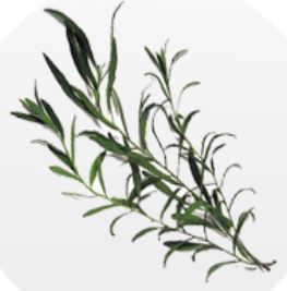 drangoncello