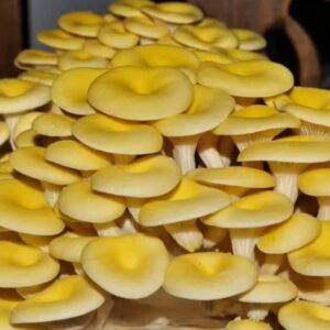 funghi