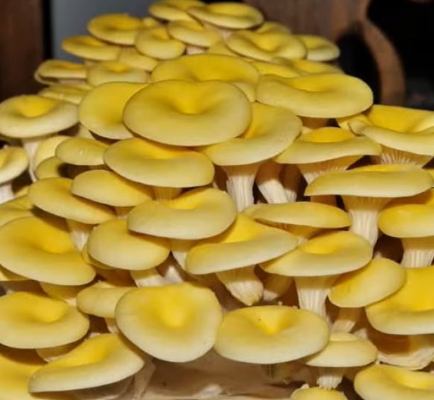 funghi