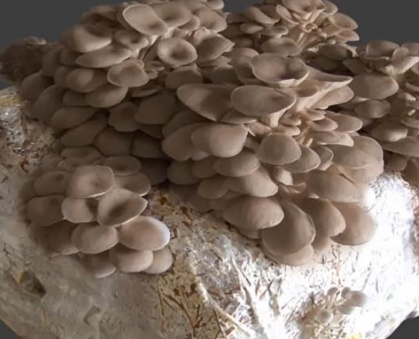 funghi 4