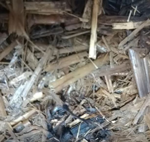 funghi 5