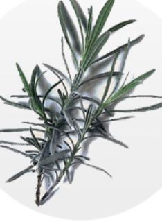 lavanda off