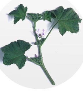 malva