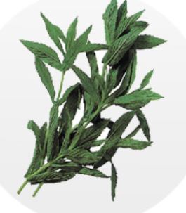 menta 1