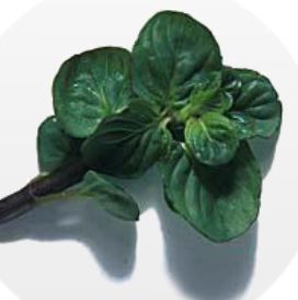 menta foglia rotonda