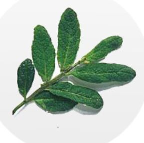 menta variegata
