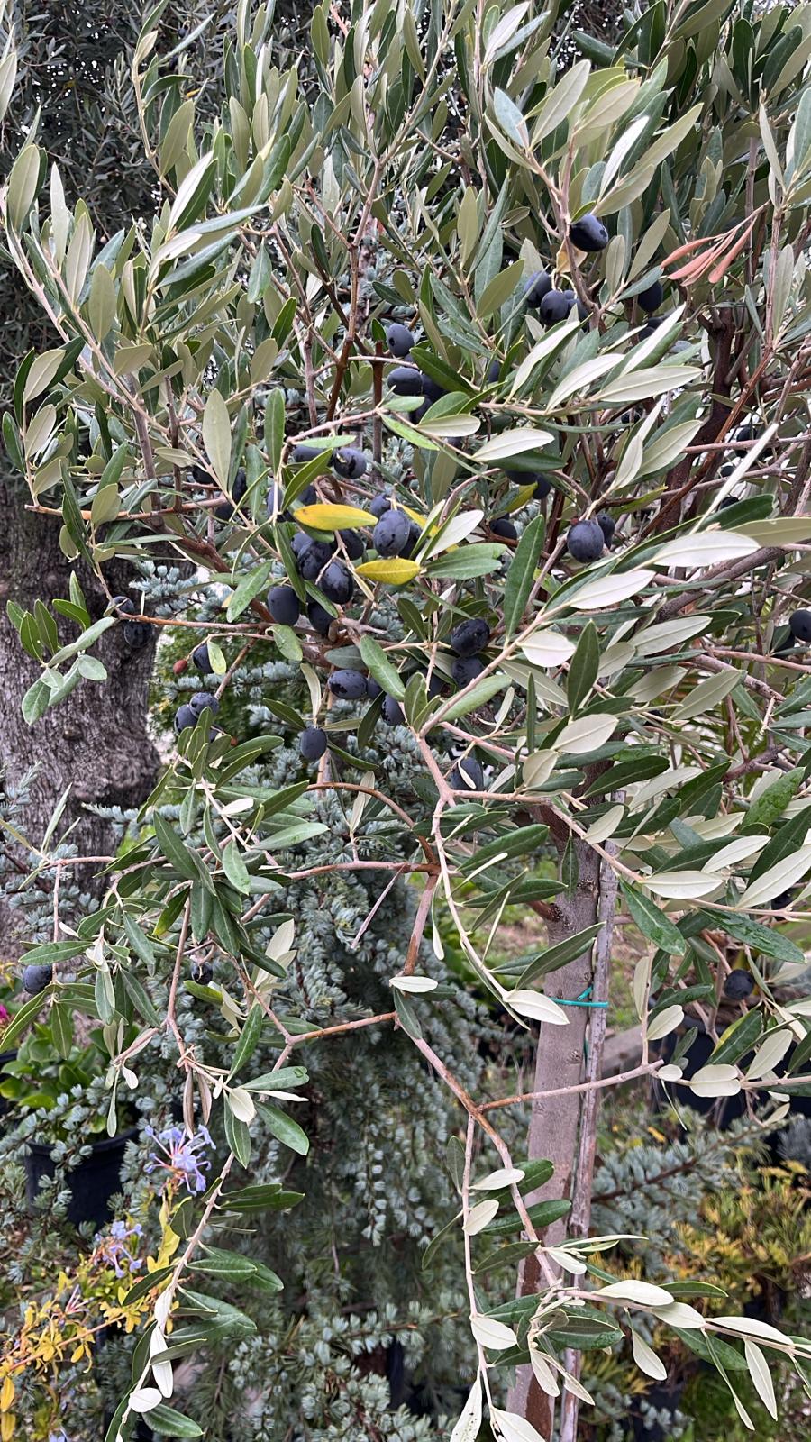 olive sal. 2