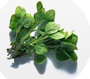 origano 1