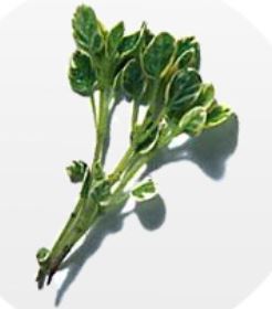 origano variegato