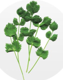 pimpinella o anice